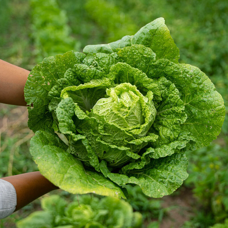 Chinese Cabbage