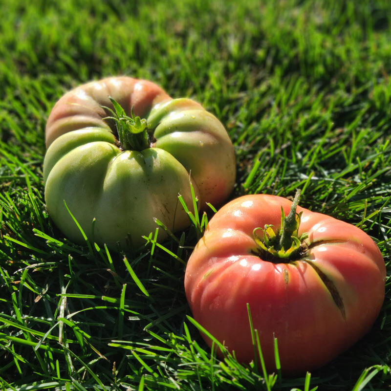 Red Heirloom Tomatoes