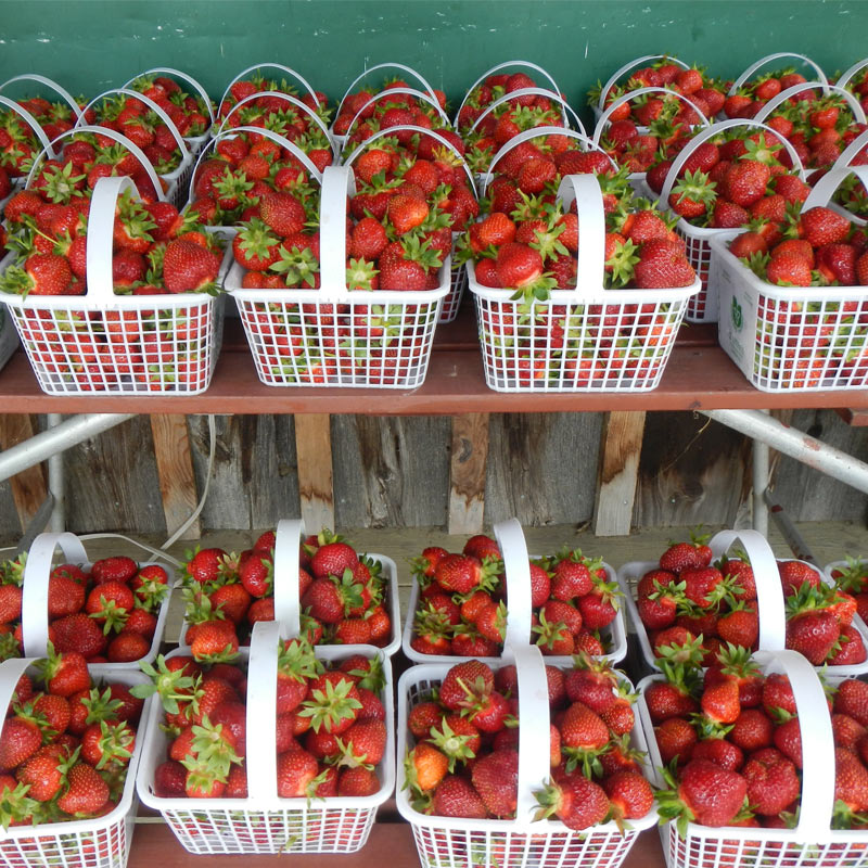 Strawberries-4