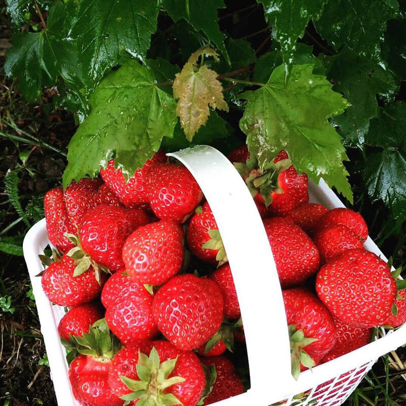 Strawberries