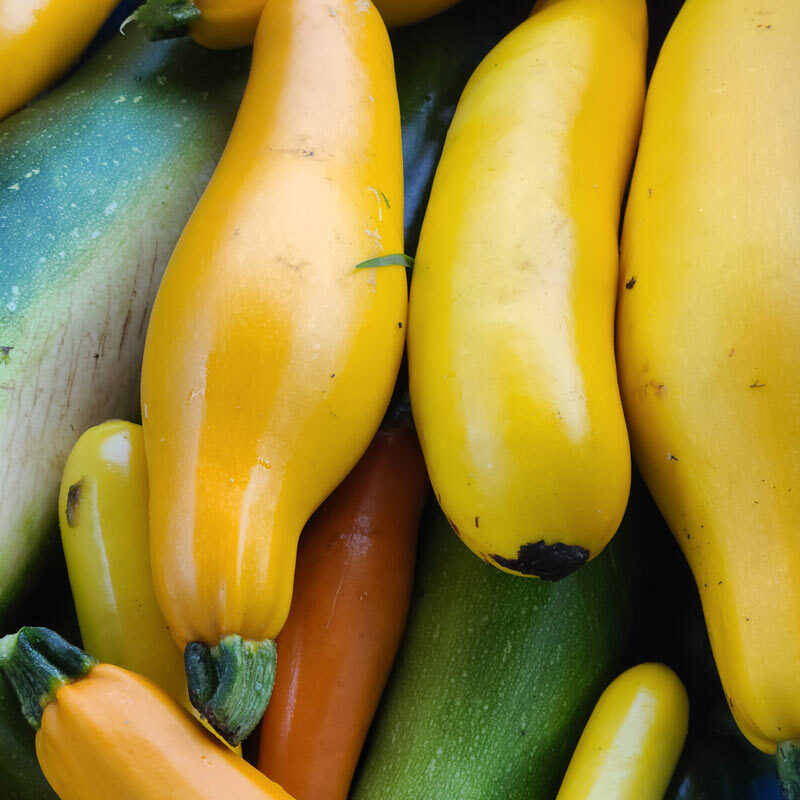 Zucchini