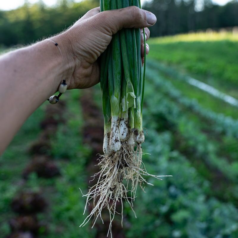Green Onions